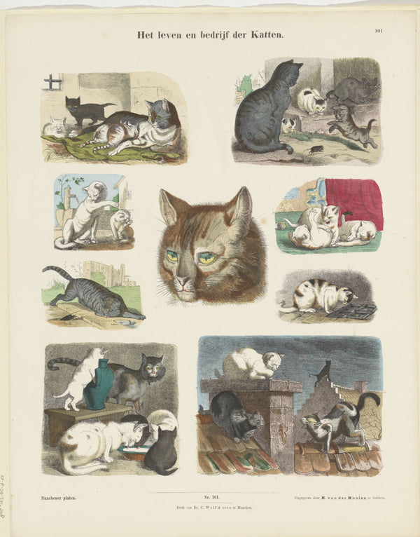 Anonim - Kedilerin Hayatı ve İşleri