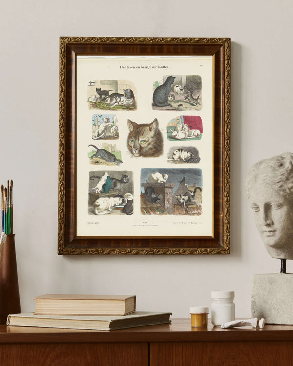 Anonim - Kedilerin Hayatı ve İşleri Çerçeve