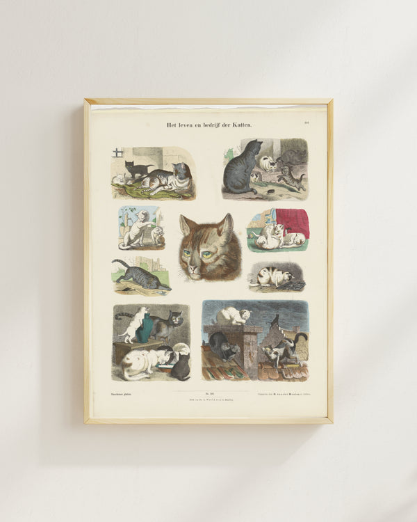 Anonim - Kedilerin Hayatı ve İşleri