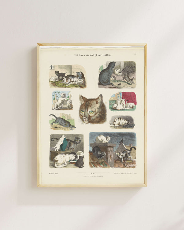 Anonim - Kedilerin Hayatı ve İşleri Fine Art Baskı