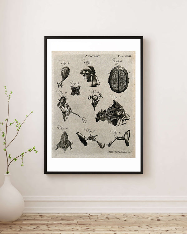 Beyin ve Duyu Organları - Diseksiyon Çalışmaları fine art baskı