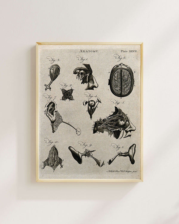 Beyin ve Duyu Organları - Diseksiyon Çalışmaları fine art baskı