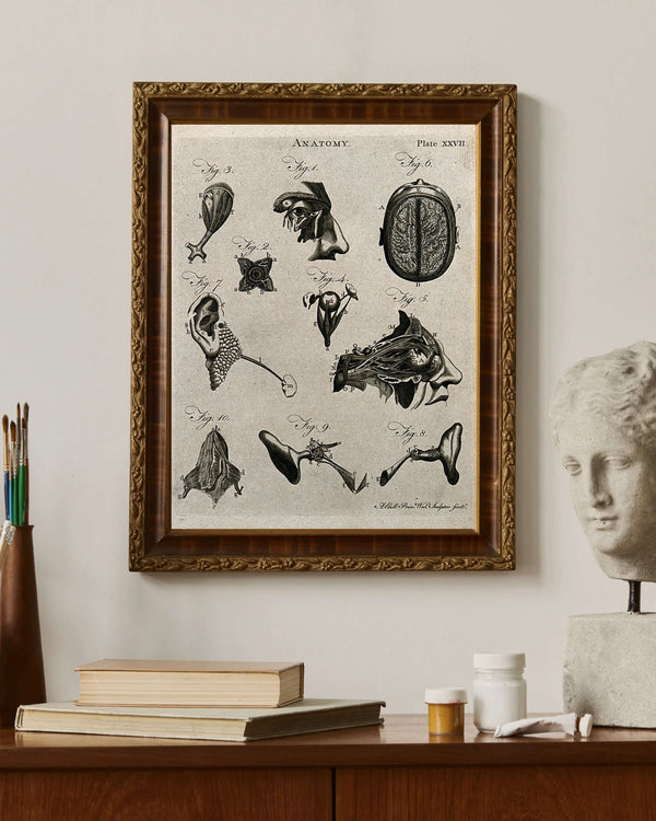 Beyin ve Duyu Organları - Diseksiyon Çalışmaları fine art baskı