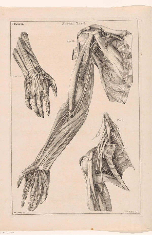 Jacob van der Schley - Kol El ve Omuz Anatomisi Fine Art Baskı
