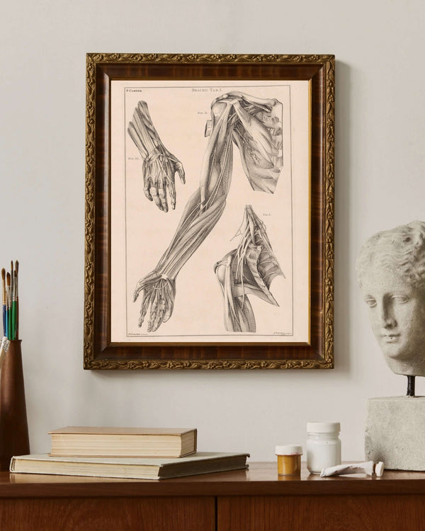 Jacob van der Schley - Kol El ve Omuz Anatomisi Fine Art Baskı