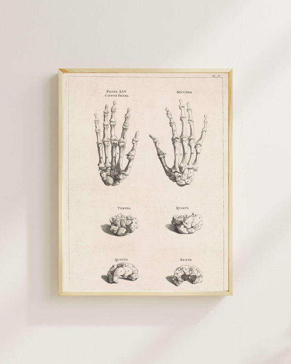 Jan Wandelaar - El Kemiklerinin Anatomik Çalışması fine art baskı