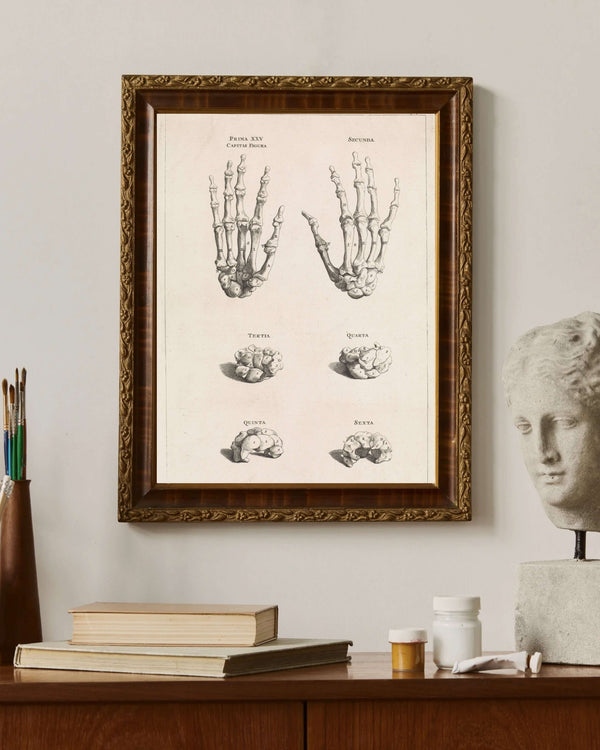 Jan Wandelaar - El Kemiklerinin Anatomik Çalışması fine art baskı