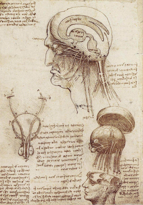 Leonardo da Vinci - Beyin Fizyolojisi Çalışmaları fine art baskı