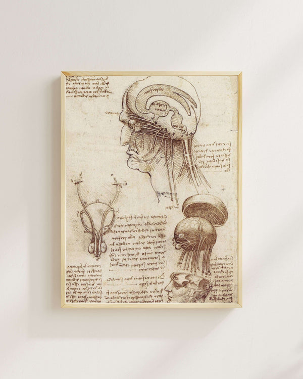 Leonardo da Vinci - Beyin Fizyolojisi Çalışmaları fine art baskı