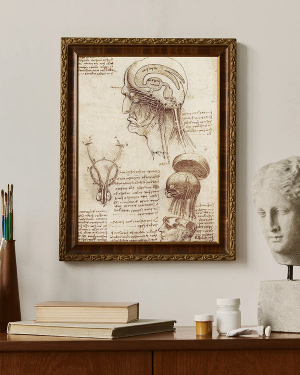 Leonardo da Vinci - Beyin Fizyolojisi Çalışmaları