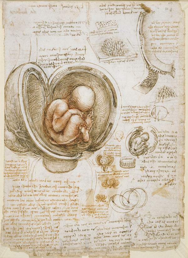 Leonardo da Vinci - Rahimdeki Fetüs Çalışmaları
