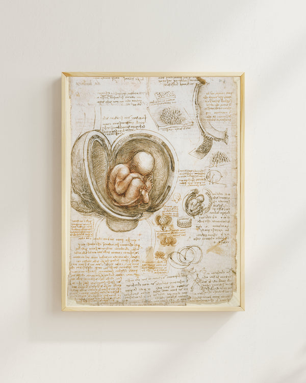 Leonardo da Vinci - Rahimdeki Fetüs Çalışmaları