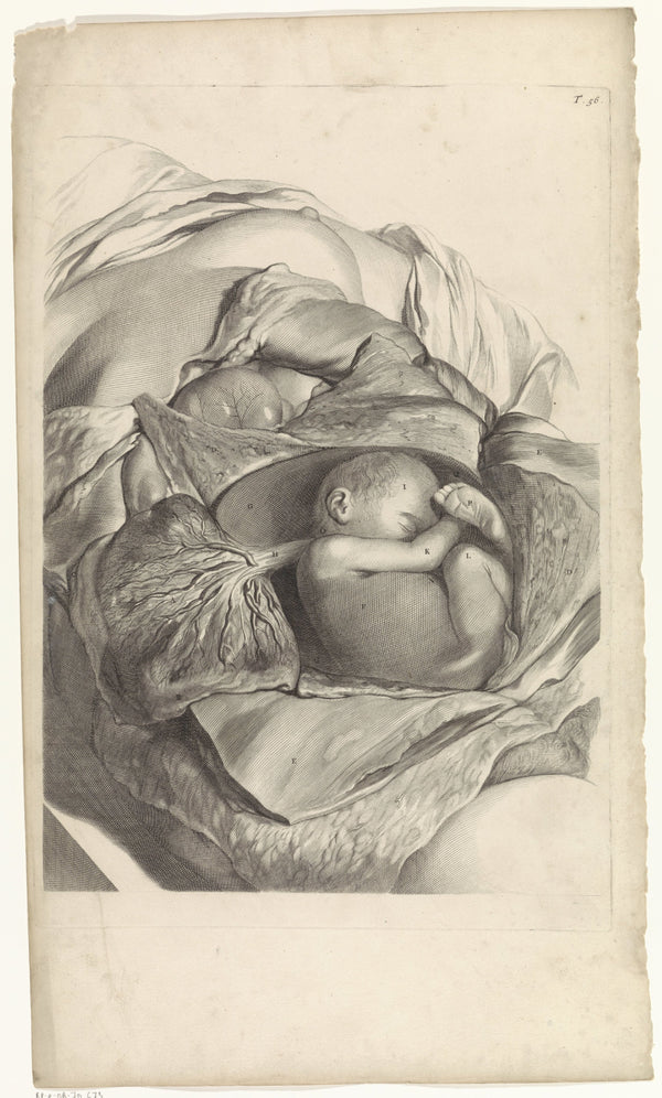 Pieter van Gunst - Rahmin İç Yapısı ve Fetüs Üzerine Anatomik Çalışma fine art baskı