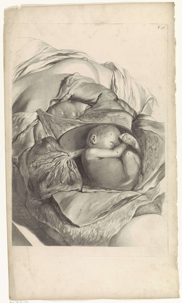 Pieter van Gunst - Rahmin İç Yapısı ve Fetüs Üzerine Anatomik Çalışma fine art baskı