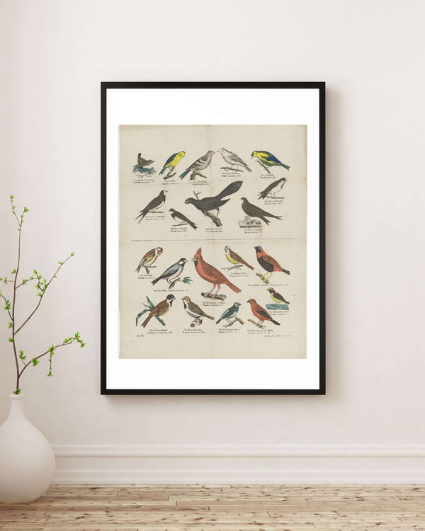 Anonim - Kuşlar Fine Art Baskı