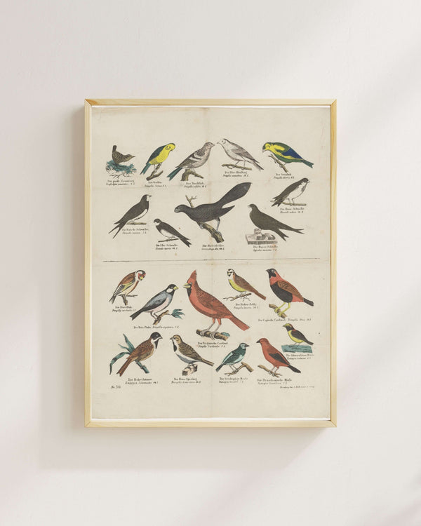 Anonim - Kuşlar Fine Art Baskı