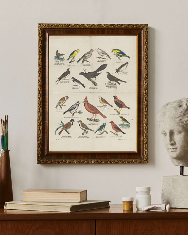 Anonim - Kuşlar Fine Art Baskı