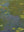 Claude Monet - Nilüferler Havuzu fine art baskı