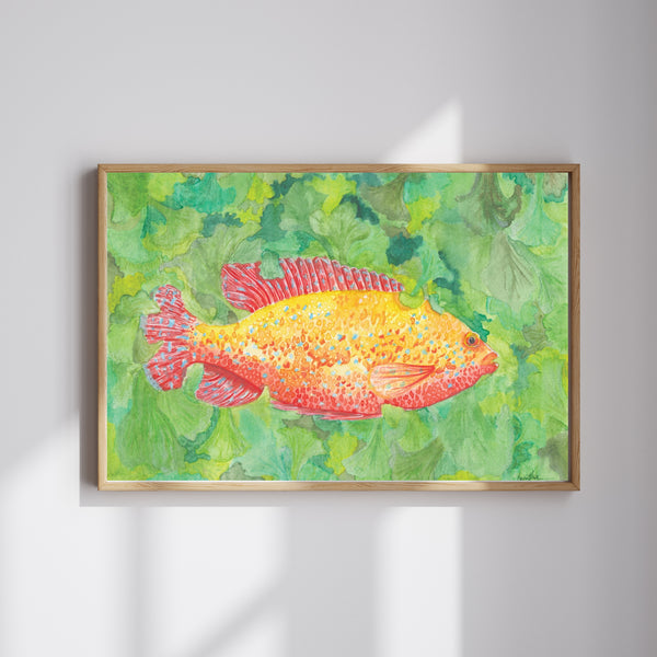 Hazal Türer - Chiclid fine art baskı