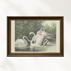 Anoniem - Kuğular fine art baskı