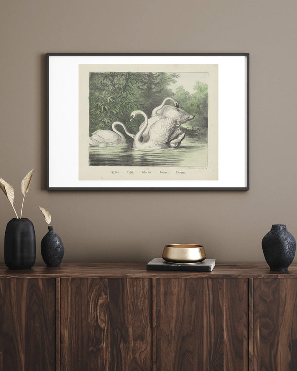 Anoniem - Kuğular fine art baskı