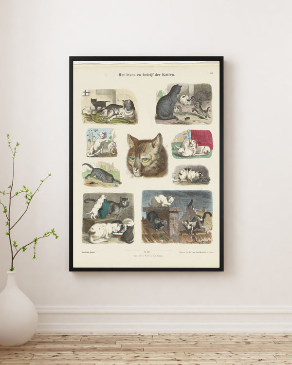 Anonim - Kedilerin Hayatı ve İşleri