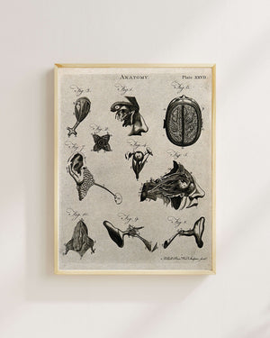 Beyin ve Duyu Organları - Diseksiyon Çalışmaları fine art baskı