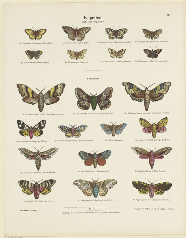 Ernst Fröhlich - Kelebekler