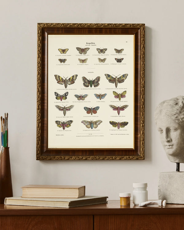 Ernst Fröhlich - Kelebekler