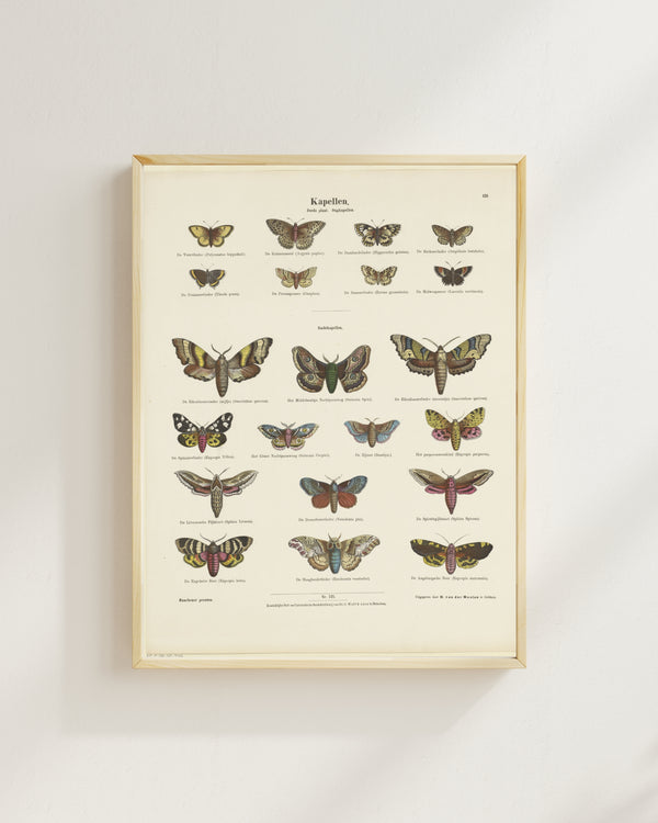 Ernst Fröhlich - Kelebekler