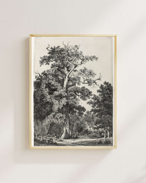 Eugène Bléry - Bois de Boulogne’da Yaşlı Meşe Fine Art Baskı