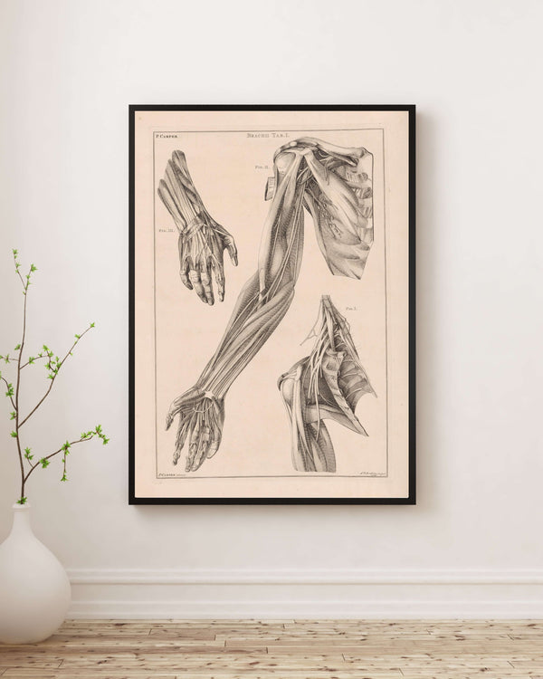 Jacob van der Schley - Kol El ve Omuz Anatomisi Fine Art Baskı