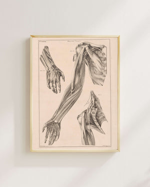 Jacob van der Schley - Kol El ve Omuz Anatomisi Fine Art Baskı