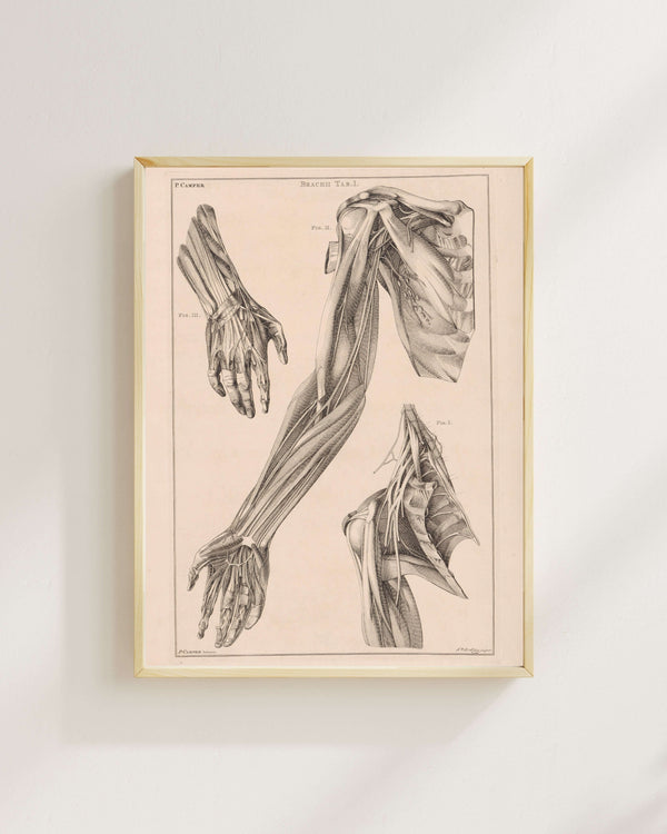 Jacob van der Schley - Kol El ve Omuz Anatomisi Fine Art Baskı