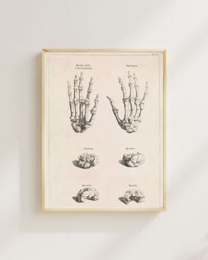 Jan Wandelaar - El Kemiklerinin Anatomik Çalışması fine art baskı