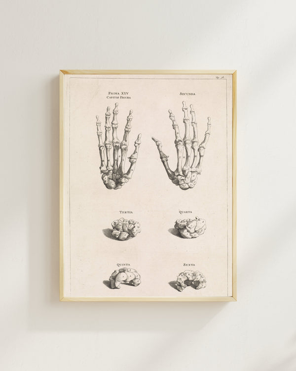 Jan Wandelaar - El Kemiklerinin Anatomik Çalışması fine art baskı