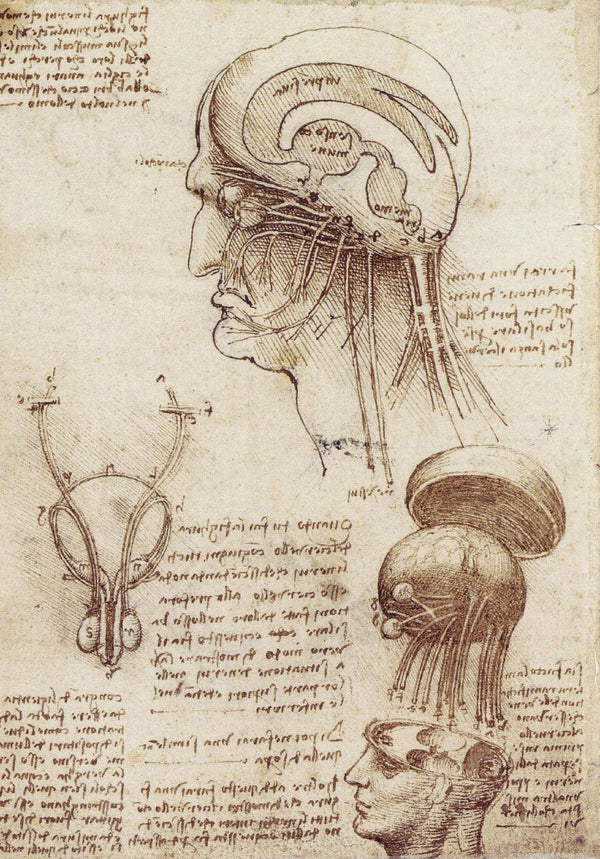 Leonardo da Vinci - Beyin Fizyolojisi Çalışmaları