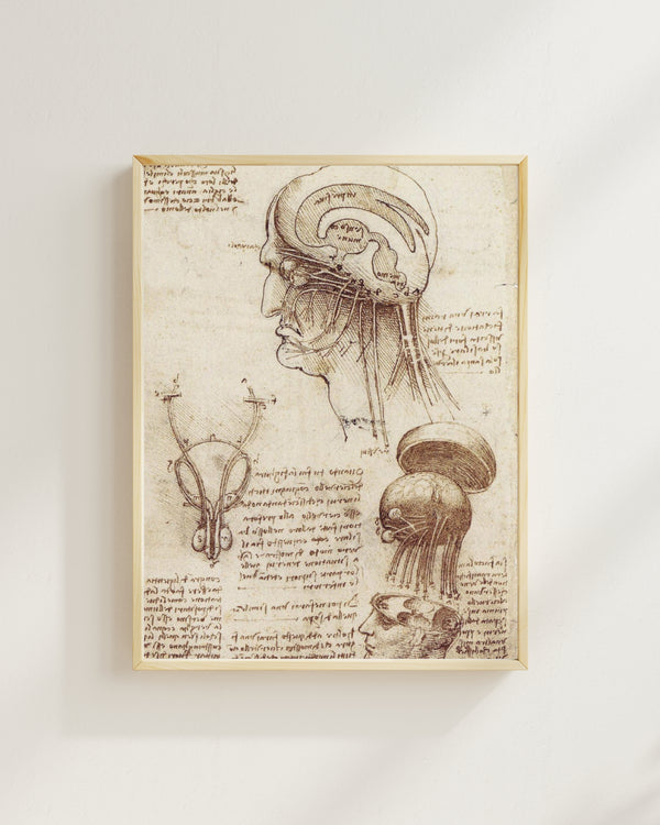 Leonardo da Vinci - Beyin Fizyolojisi Çalışmaları