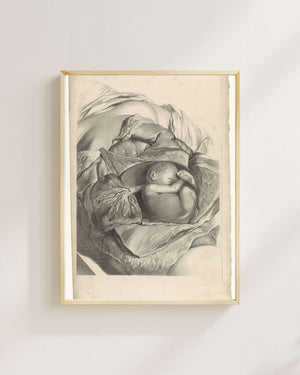 Pieter van Gunst - Rahmin İç Yapısı ve Fetüs Üzerine Anatomik Çalışma fine art baskı