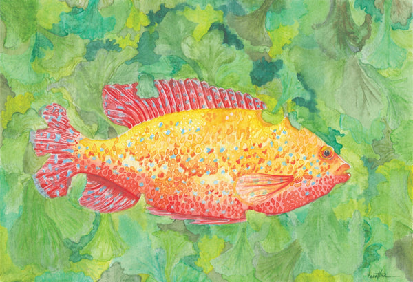 Hazal Türer - Chiclid fine art baskı