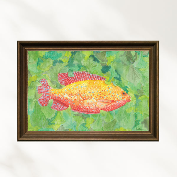 Hazal Türer - Chiclid fine art baskı